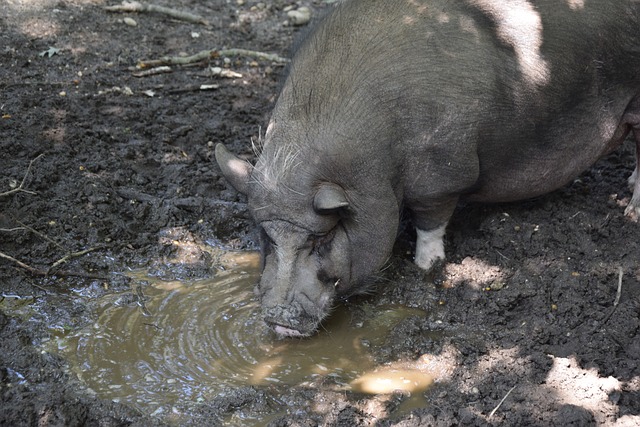 事后分析显 事后分析显